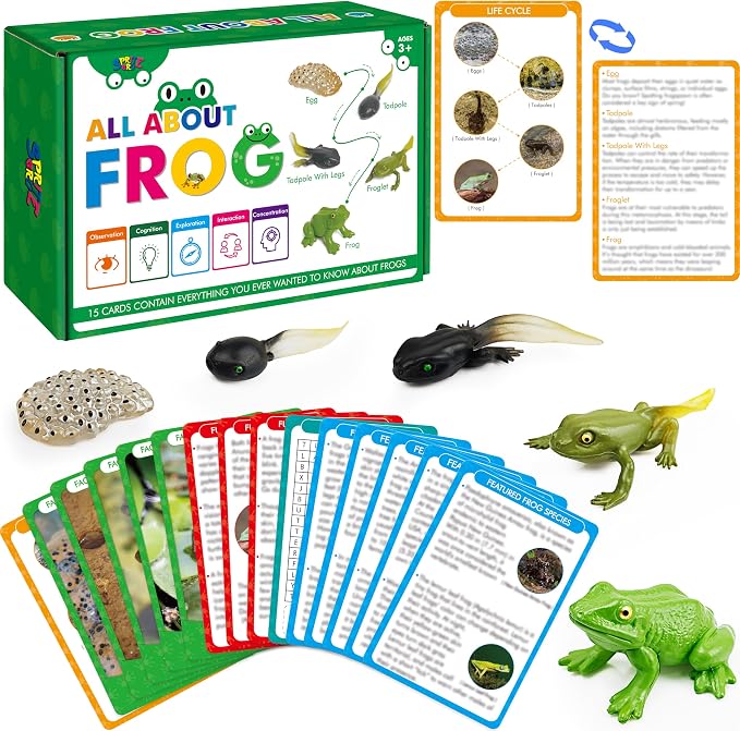 15 Frog Life Circle Flashcards with 5 Plastic Figurines, Frogs Introduction Cards Plastic Insects Tadpole to Frog Kit Toy for Kids, Adults, Animal Lovers by SpriteGru