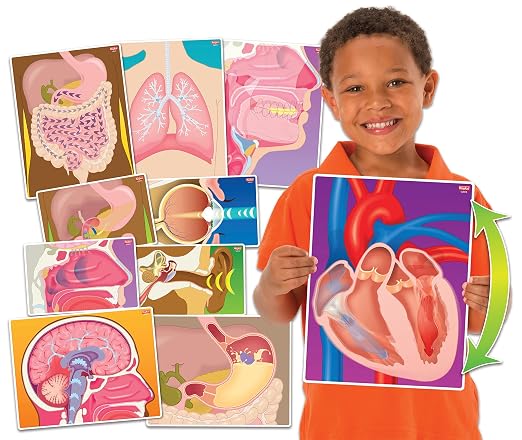 My Body in Action Science Educational Cards by Roylco by Roylco