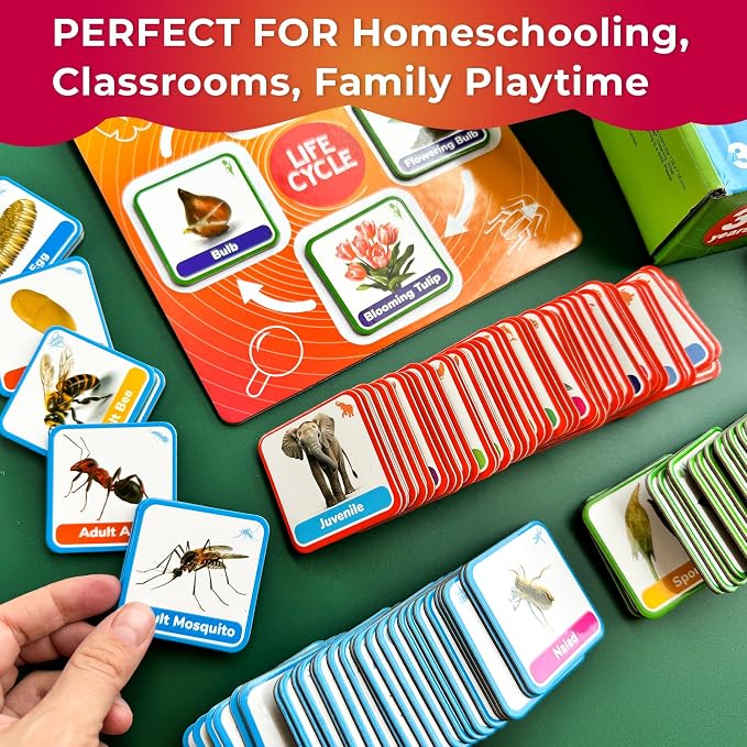 Life Cycle Toys for Kids — Magnetic Flash Cards Science Kits for Kids 3-5 - Image 5