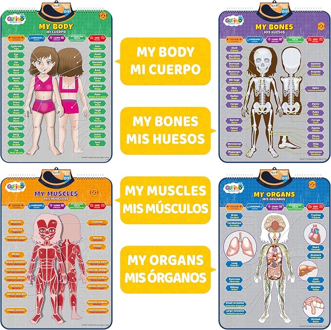 Bilingual Human Body Model for Kids – Interactive Human Anatomy for Kids with Games & Quizzes – Educational Posters for Learning Body Parts, Bones & Organs. English and Spanish for Kids. - Image 4